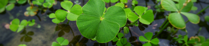 Wąkrota azjatycka w kosmetykach — co mówi nauka i dlaczego K-beauty tak ją kocha